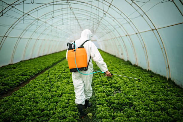 Best Local Pest Control Services  in Superior, AZ
