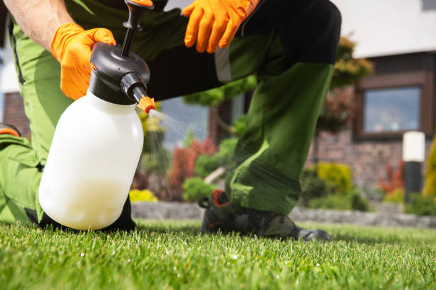 Best Flea Control Services  in Superior, AZ