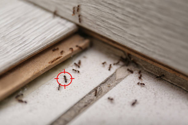 Best Local Pest Control Services  in Superior, AZ