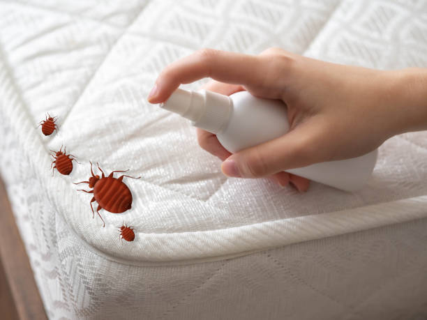 Best Termite Control Services  in Superior, AZ