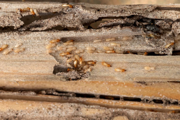 Best Exterminator Services  in Superior, AZ