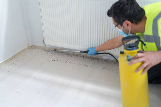 Flea Control Services in Superior, AZ