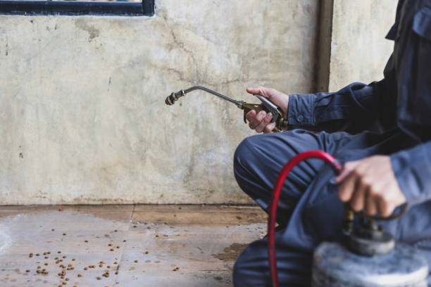 Best Affordable Pest Control Services  in Superior, AZ